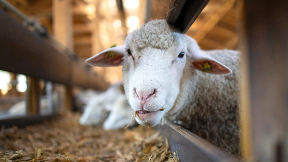 Junges Schaf schaut neugierig durch einen Holzzaun in einem Stall als Symbol für Tierwohl in der Landwirtschaft
